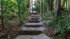 A stone staircase leading through a forested area with bamboo and ferns. - Finca La Peñiga (Mazcuerras)