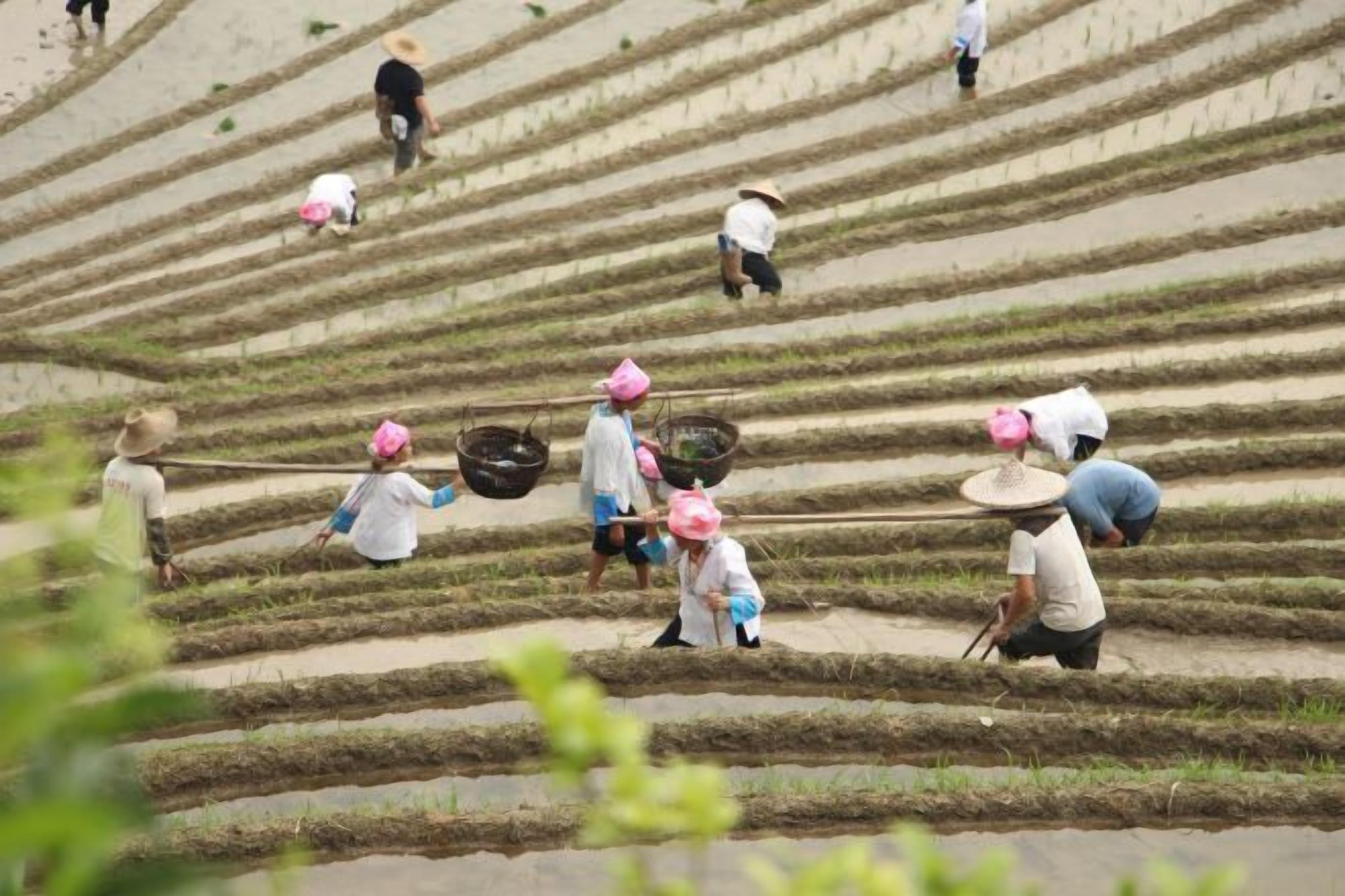 A terraced rice field with people working.