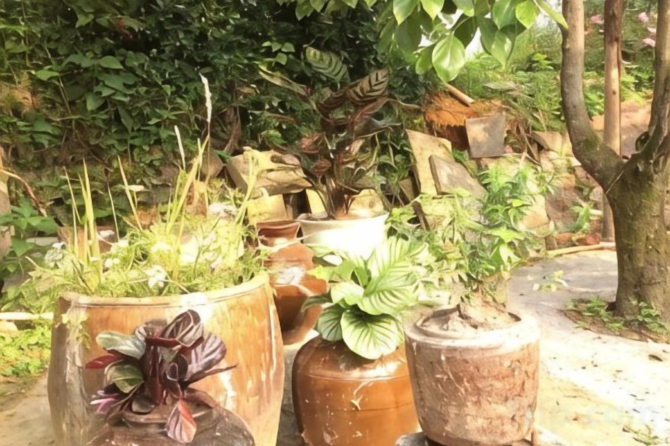 A collection of potted plants in various sizes and shapes.