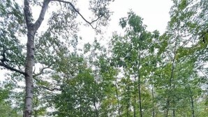 Une terrasse en bois avec une table ronde et deux chaises, entourée d’arbres.