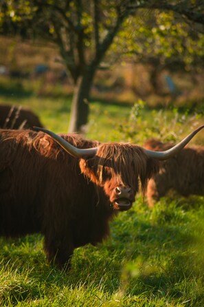 A highland cow grazing in a grassy field.