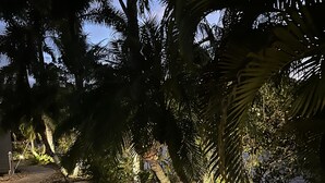 Ein gepflasterter Weg, gesäumt von Palmen und beleuchteten Pflanzen, der zu einem Gebäude führt.