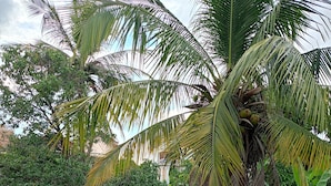 A terrace with a white railing, palm trees, and a tiled floor. - Passport Villa (Siem Reap)