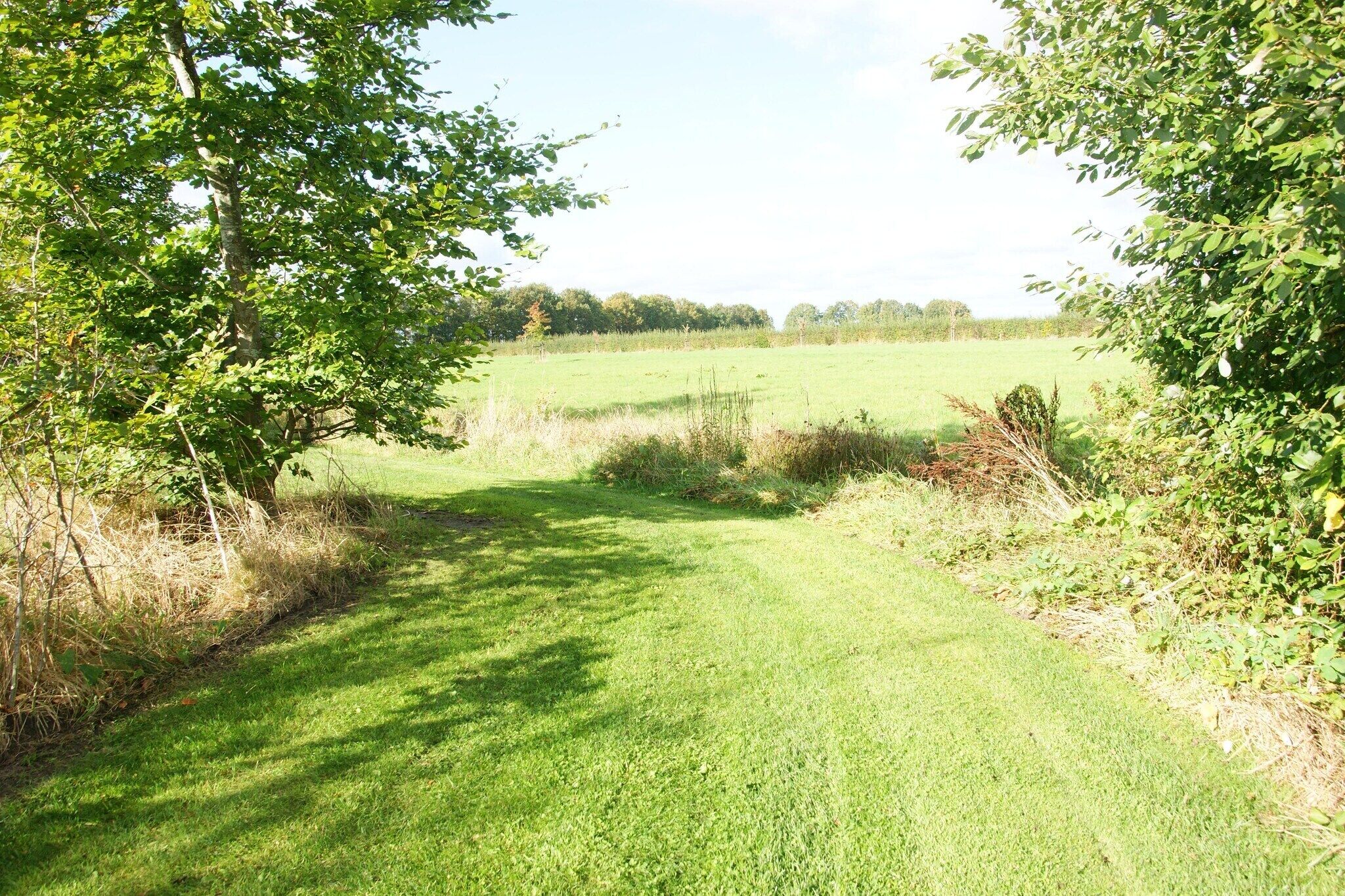 Ein grasbewachsener Pfad führt zu einem Feld, das von Bäumen gesäumt wird.