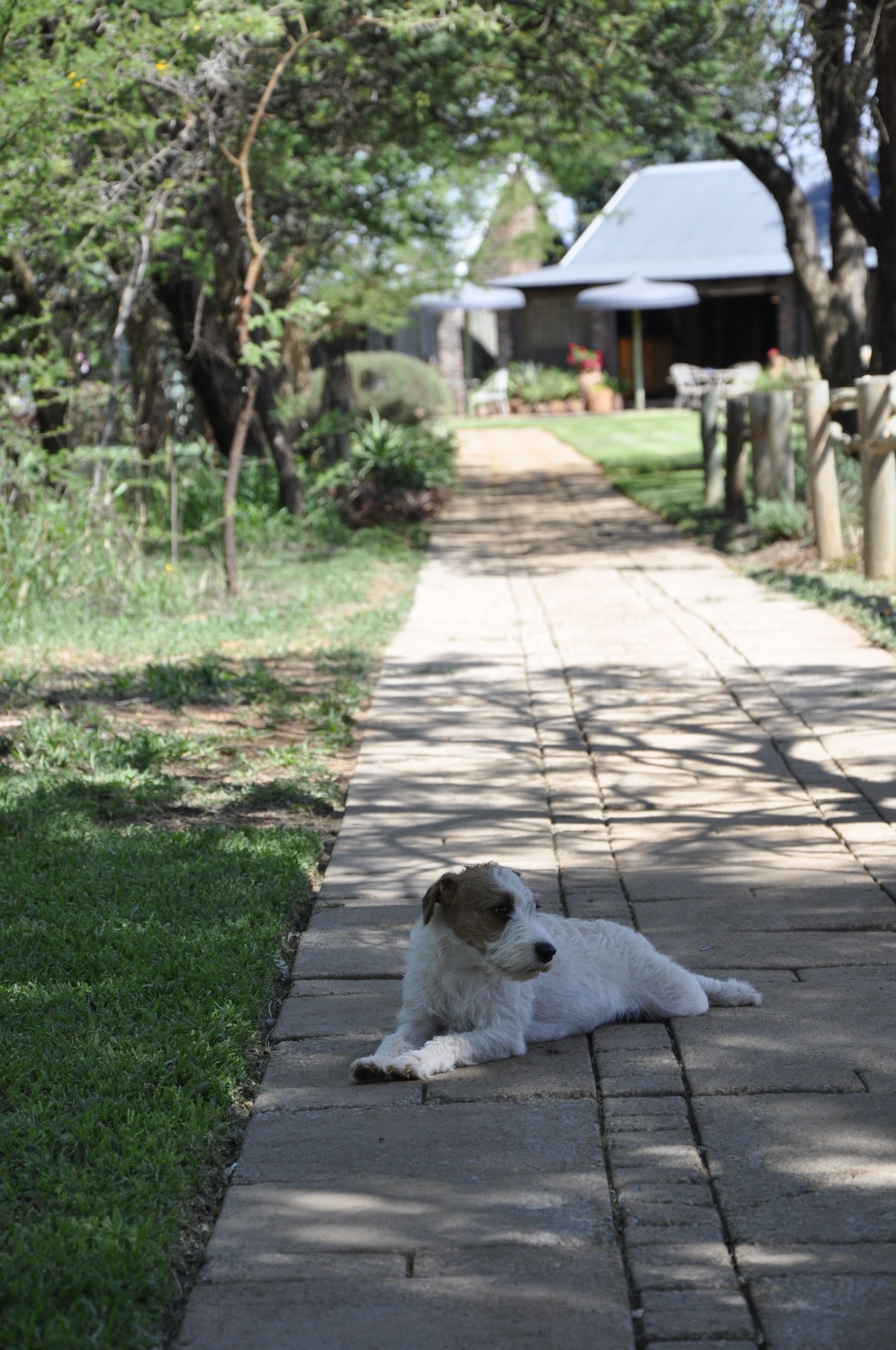 Ein Hund liegt auf einem gepflasterten Weg in einem Garten mit Bäumen und einem Gebäude im Hintergrund.