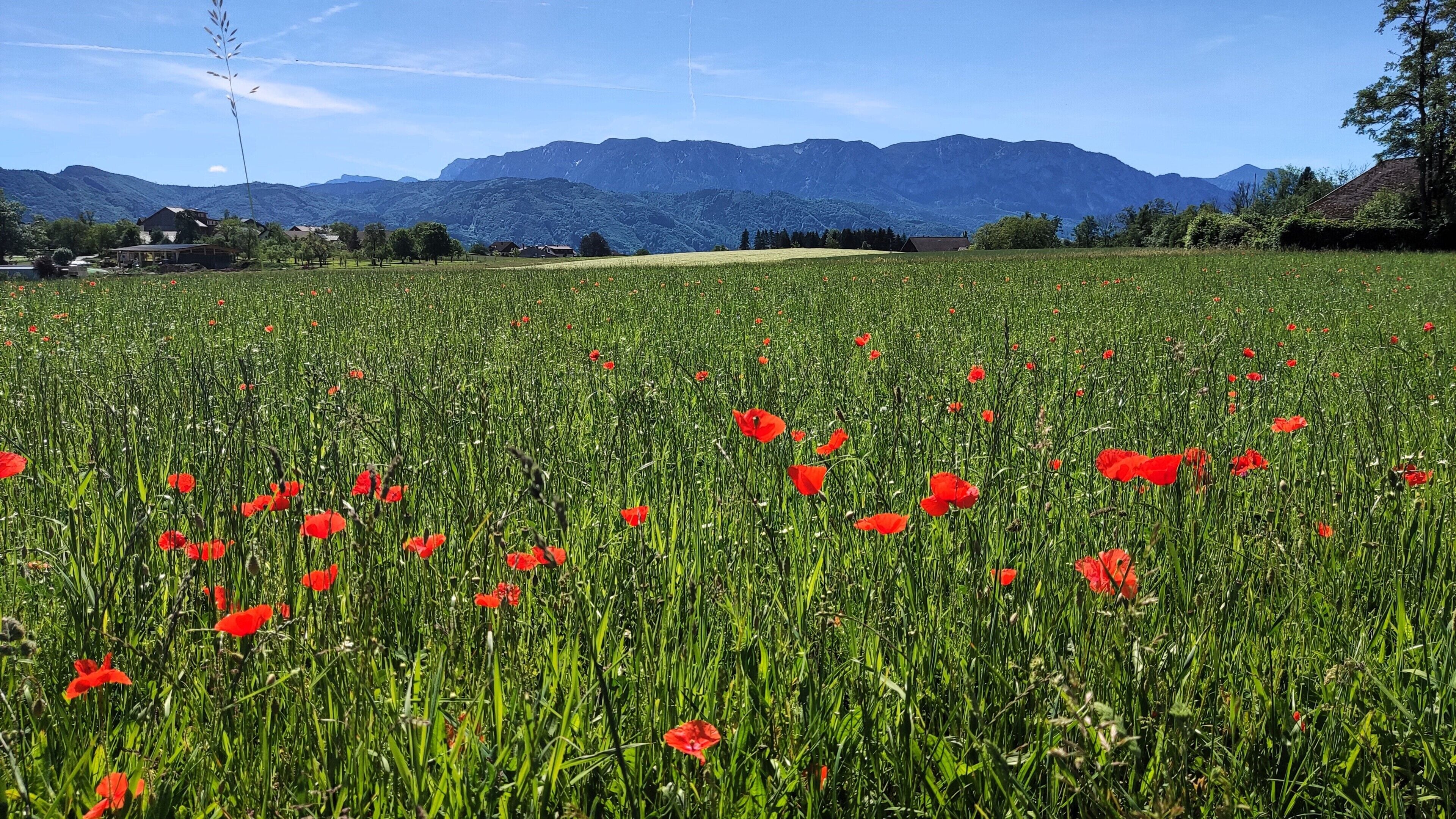 Ein Feld voller roter Mohnblumen, im Hintergrund Berge.