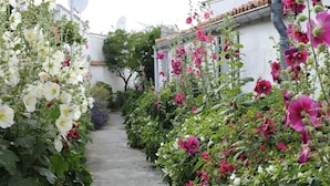 A narrow garden path flanked by lush flower beds with various blooms.