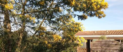A wooden house with a tiled roof, surrounded by dense greenery and yellow flowering trees.