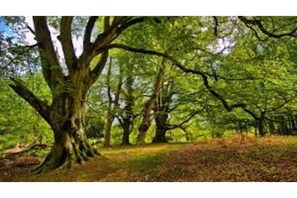 Surrounded by a tranquil forest, this serene landscape features a majestic tree with a sturdy trunk and sprawling branches.
