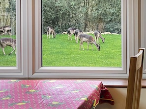 On peut voir, à travers une fenêtre, un espace extérieur verdoyant où plusieurs cerfs paissent.