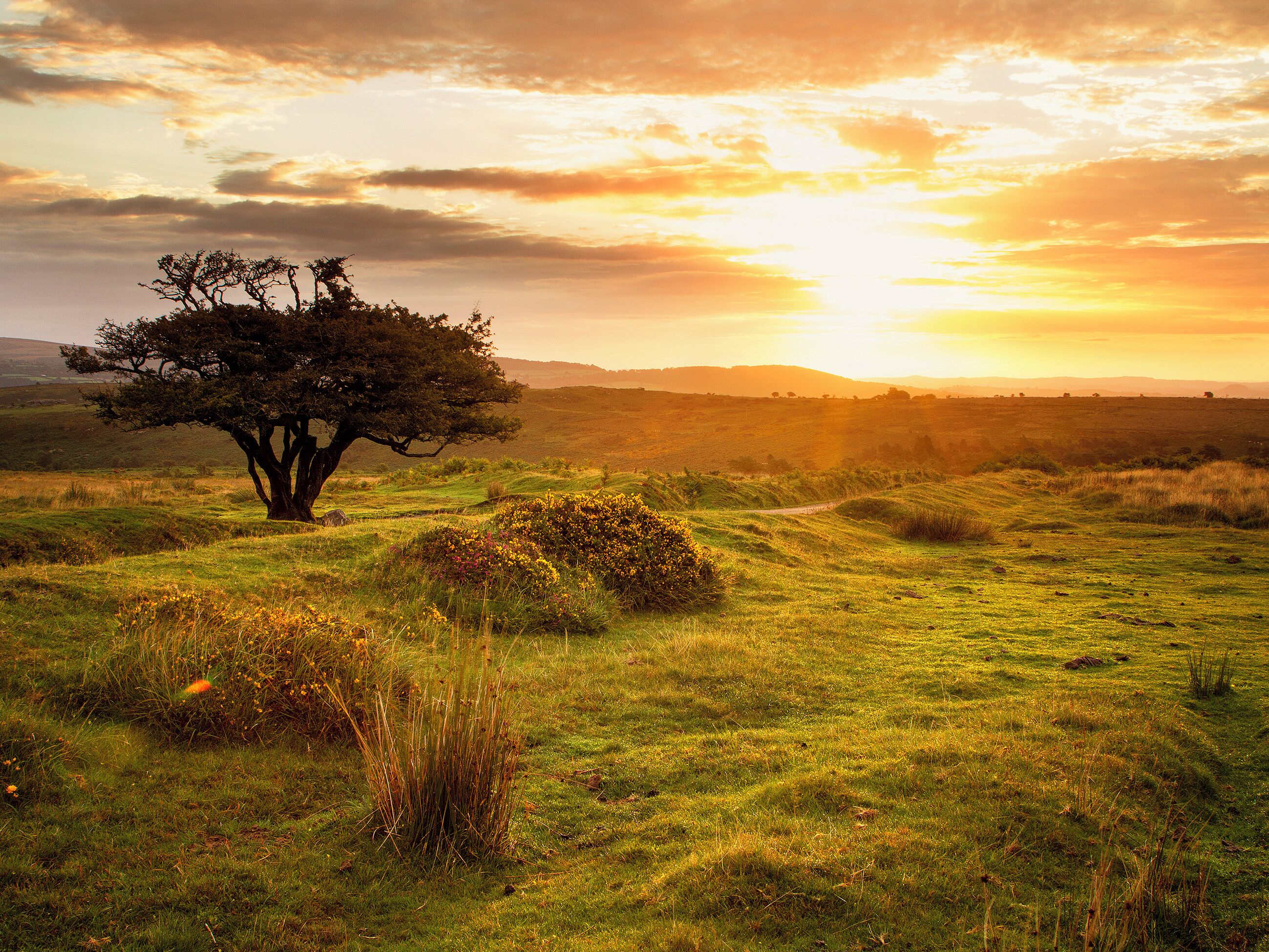 Een boom in een grasveld met een zonsondergang op de achtergrond.