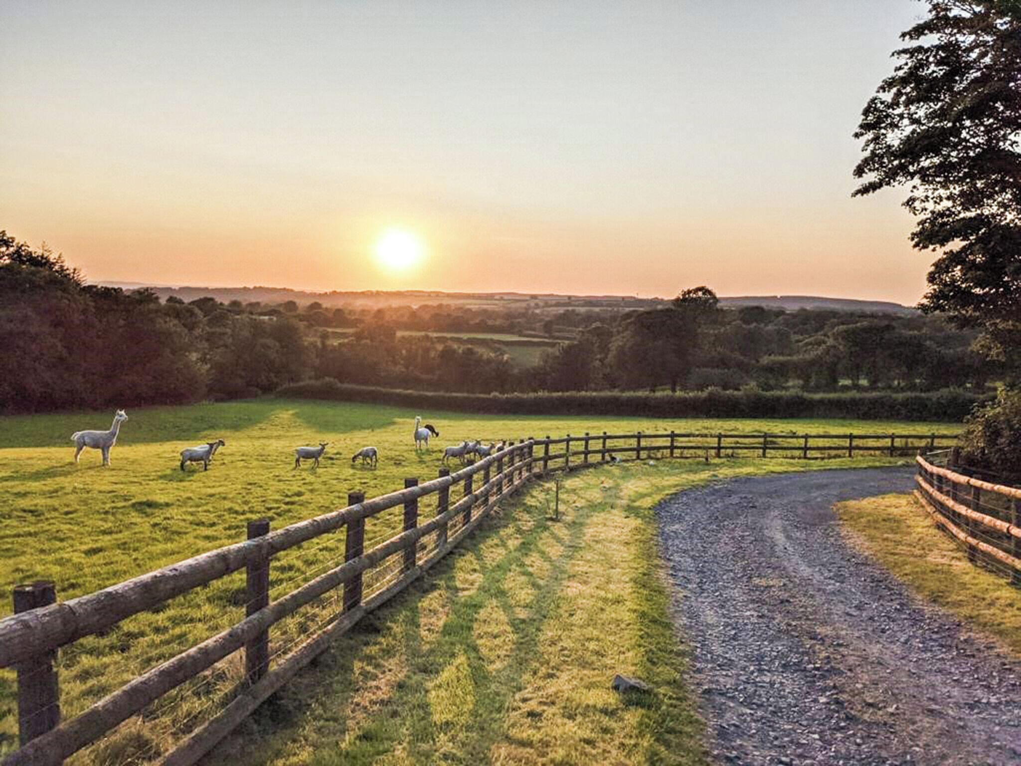A rural landscape with a dirt road, a wooden fence, and grazing sheep.