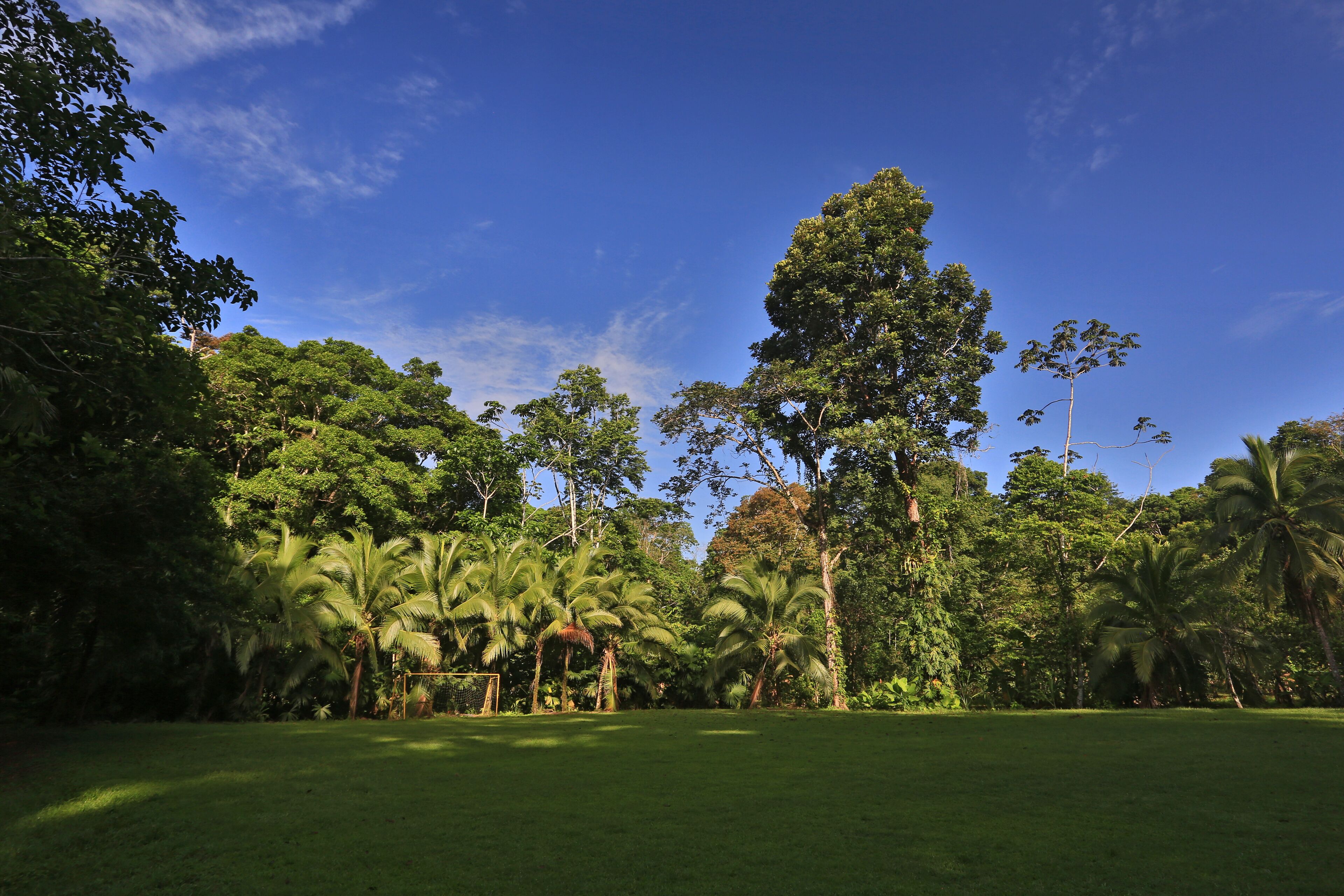 A lush green landscape with tall trees and a clear blue sky.