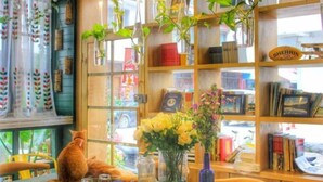 Uma livraria aconchegante com um gato em uma mesa, estantes cheias de livros e objetos decorativos, e plantas penduradas.