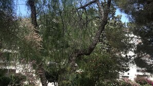 Un árbol en un área ajardinada con un borde curvo de concreto.