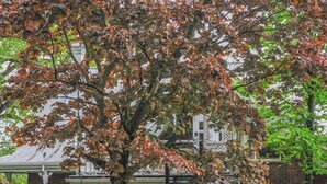 A tree with autumn leaves in front of a brick building with a staircase. - Appartement Jacques-Cartier (Saguenay)