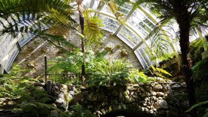 Jardí botànic interior amb falgueres, una paret de pedra i un sostre de vidre.