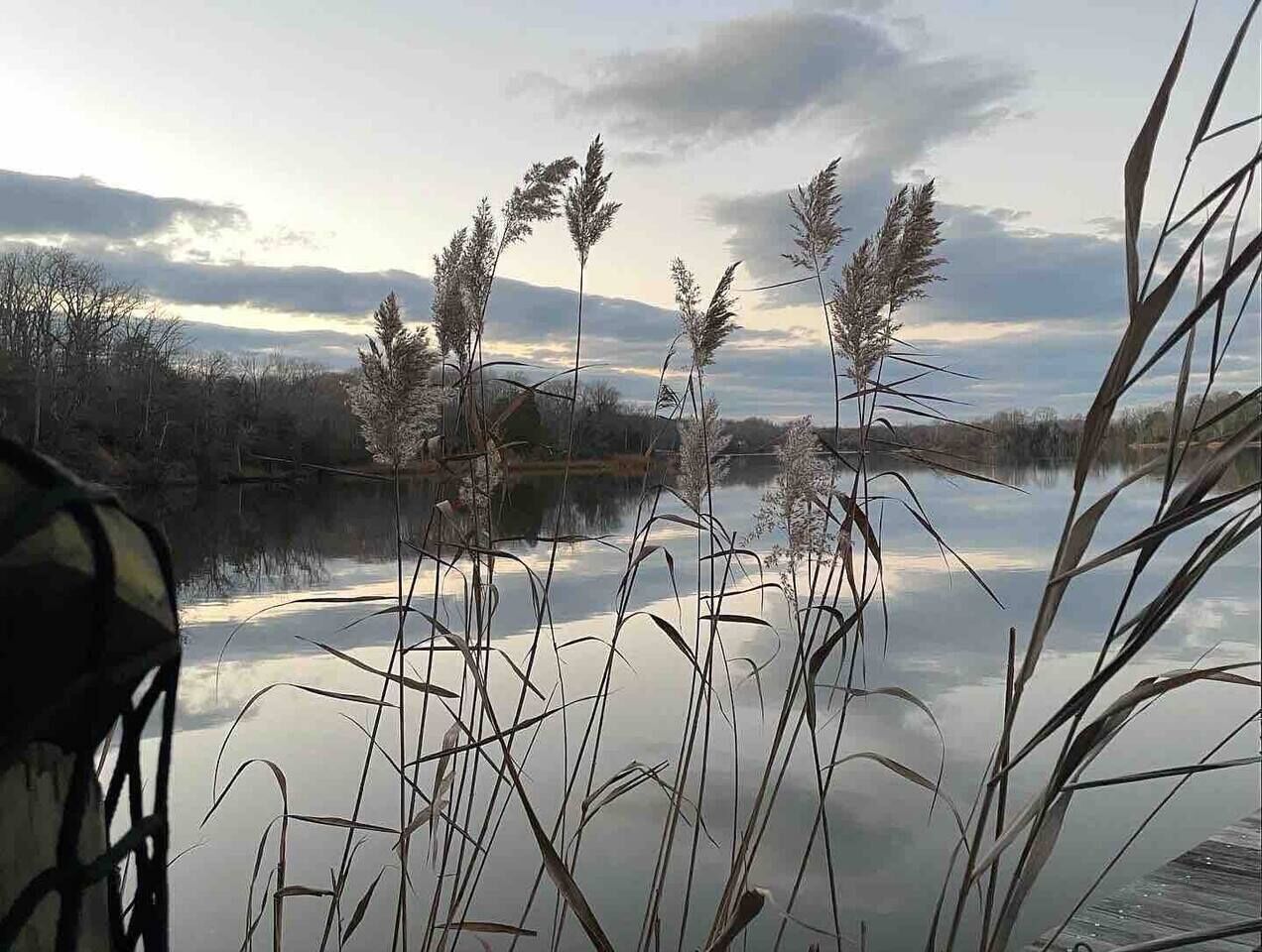 A serene lakeside view with tall grasses and reeds reflecting in the water.