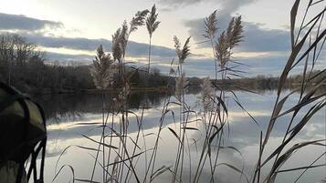 A serene lakeside view with tall grasses and reeds reflecting in the water.