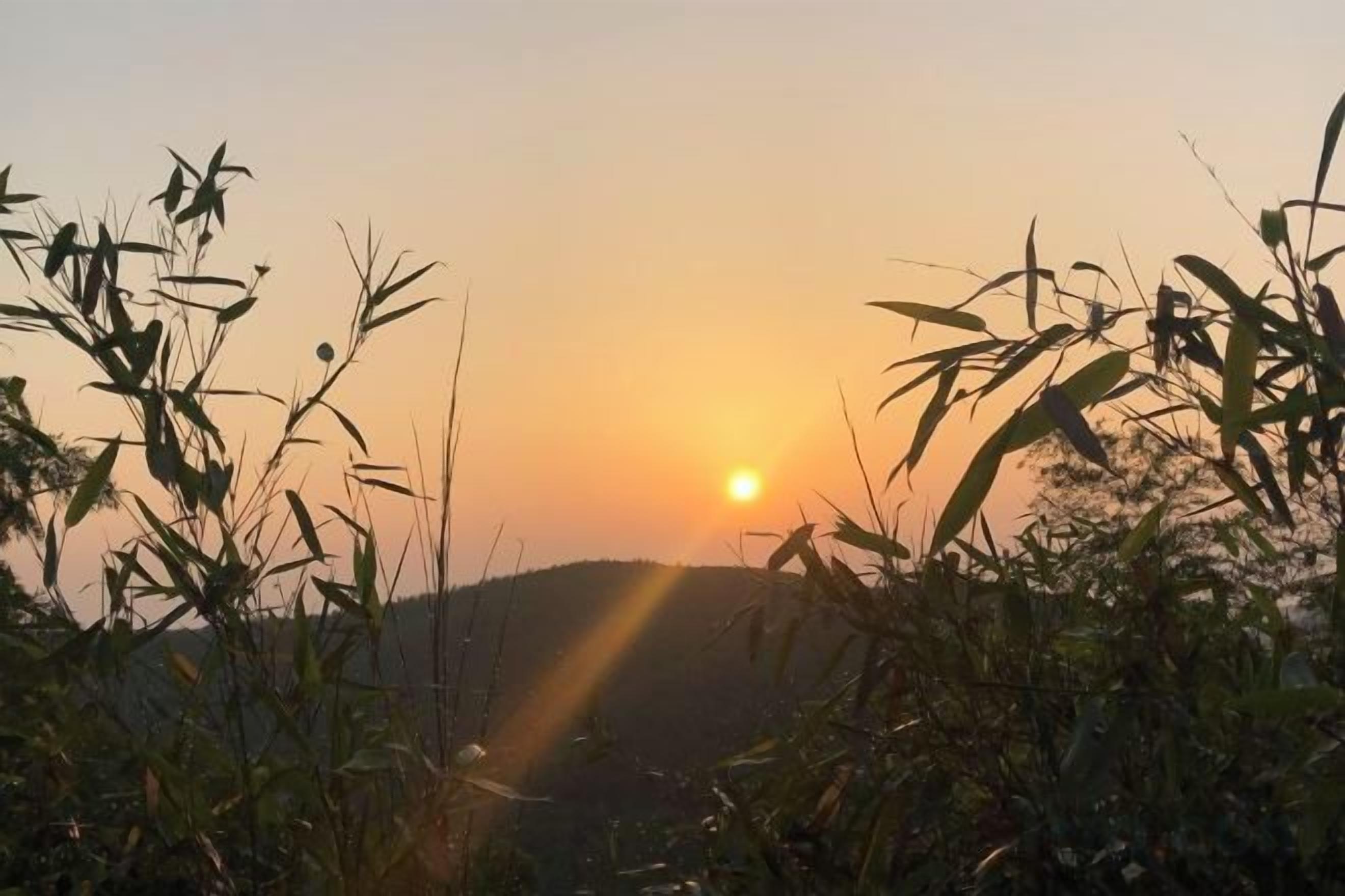 A sunset with the sun low on the horizon, surrounded by vegetation.