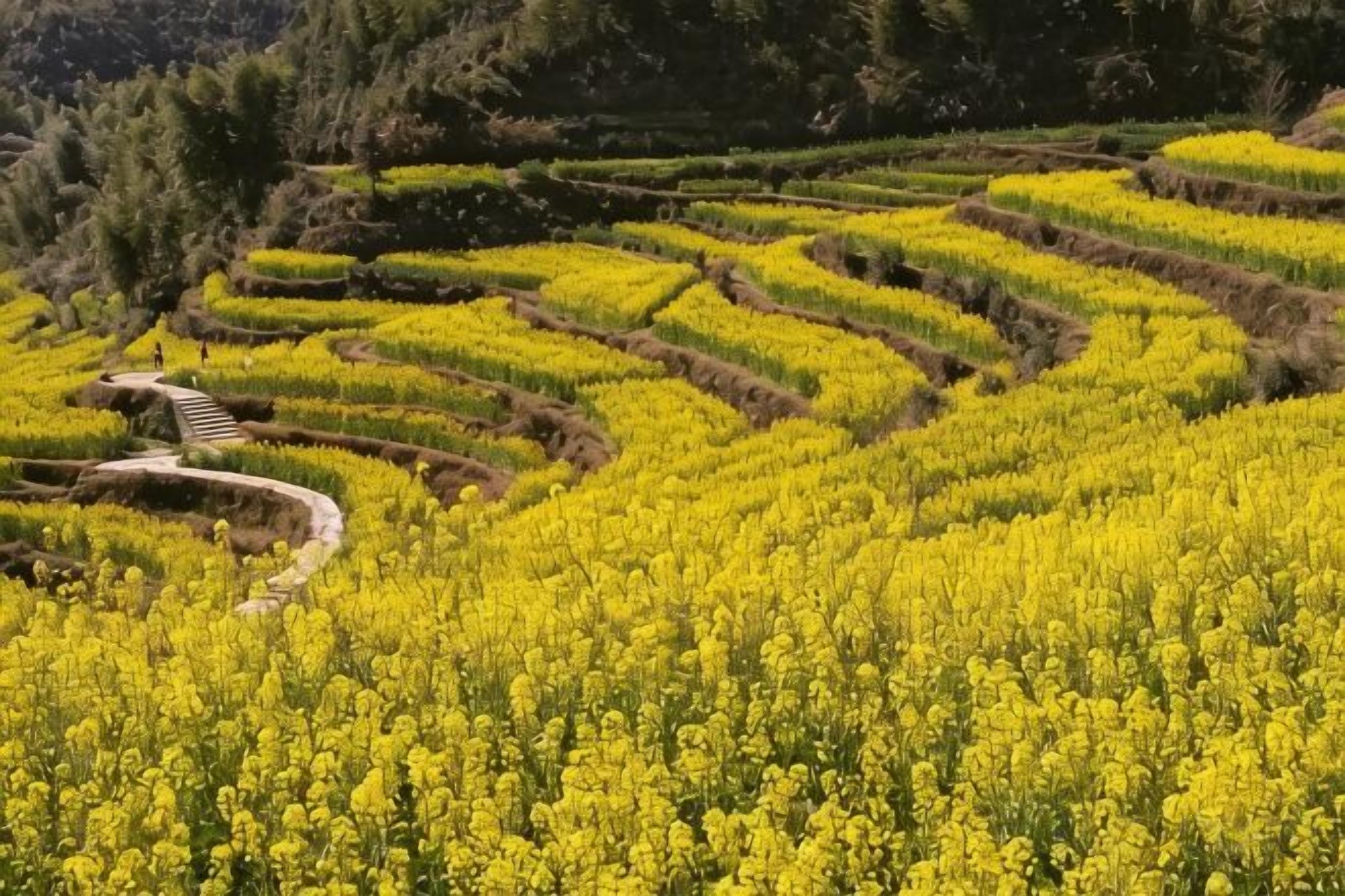 Terraced fields with yellow crops, a winding path, and a hilly landscape.