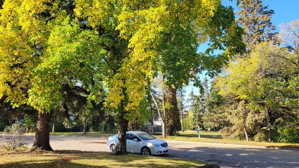 A white car parked under a large tree with yellow leaves in a residential area. - Main Floor Suite (Stettler)