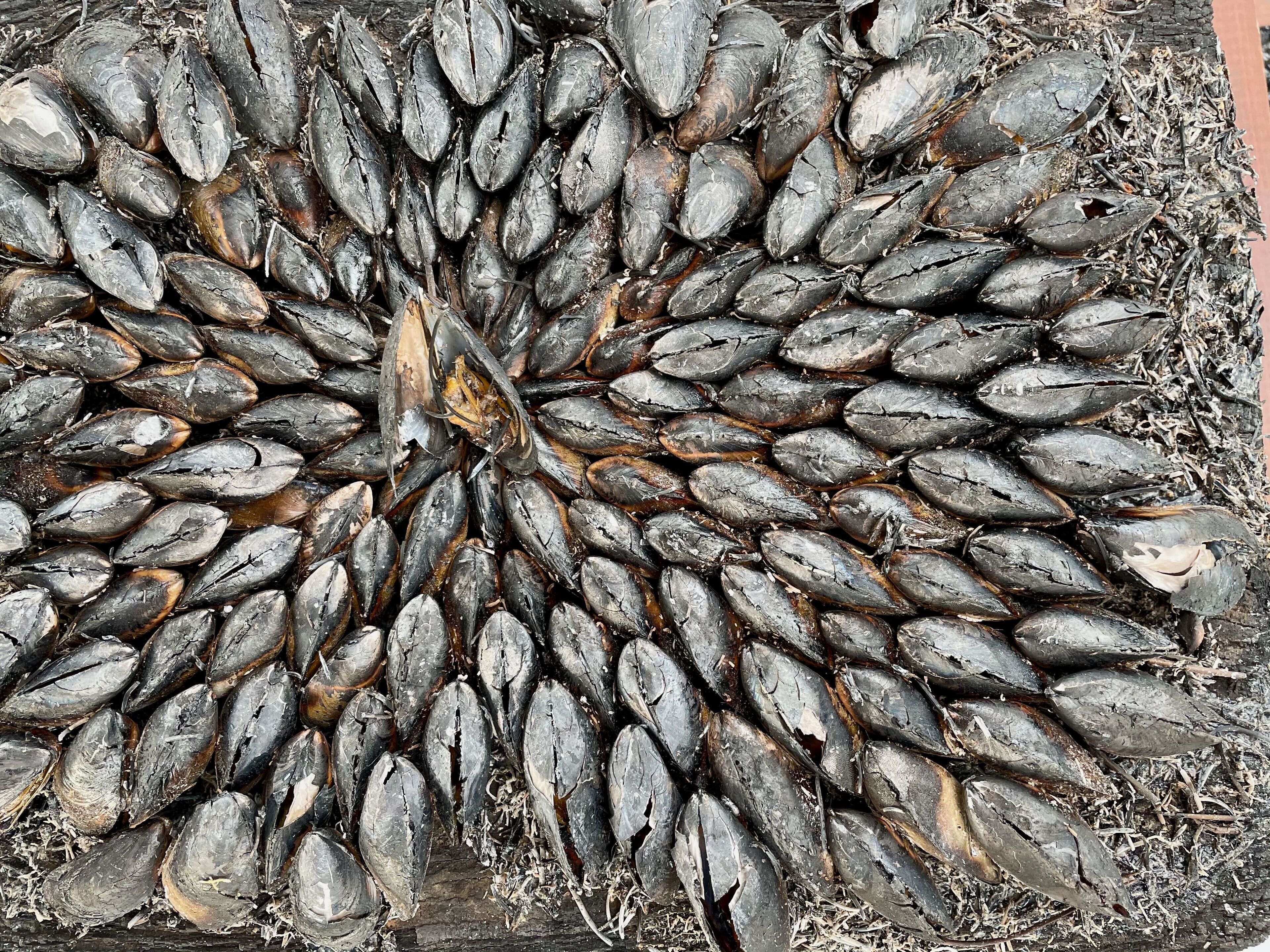 A large number of mussels arranged in a circular pattern on a wooden surface.