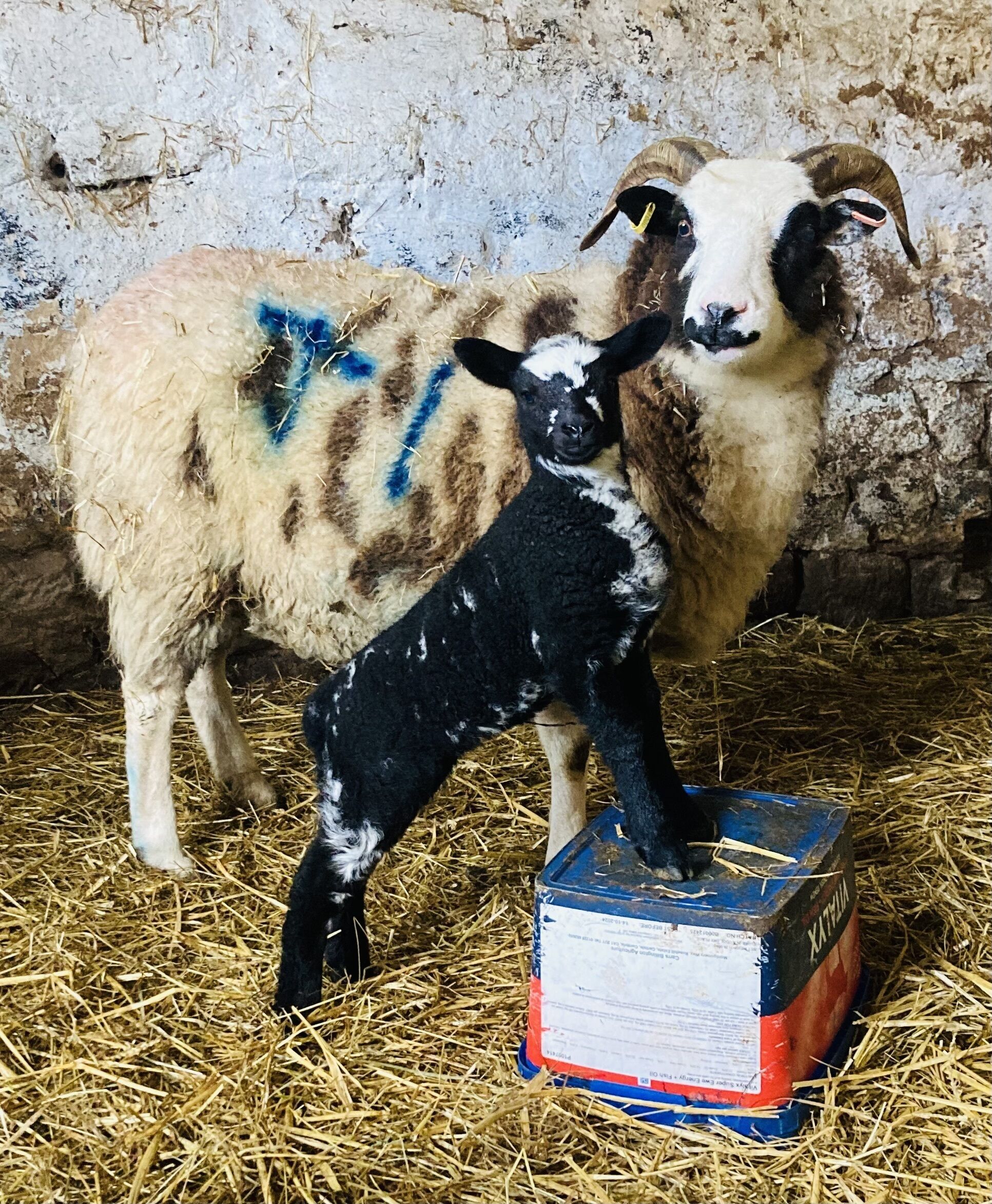 A goat with a black and white face and a white body with blue markings, standing next to a larger goat with horns, both on a straw-covered floor.
