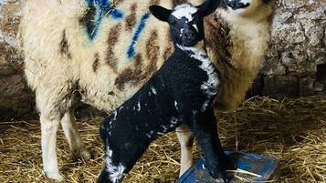 A goat with a black and white face and a white body with blue markings, standing next to a larger goat with horns, both on a straw-covered floor.