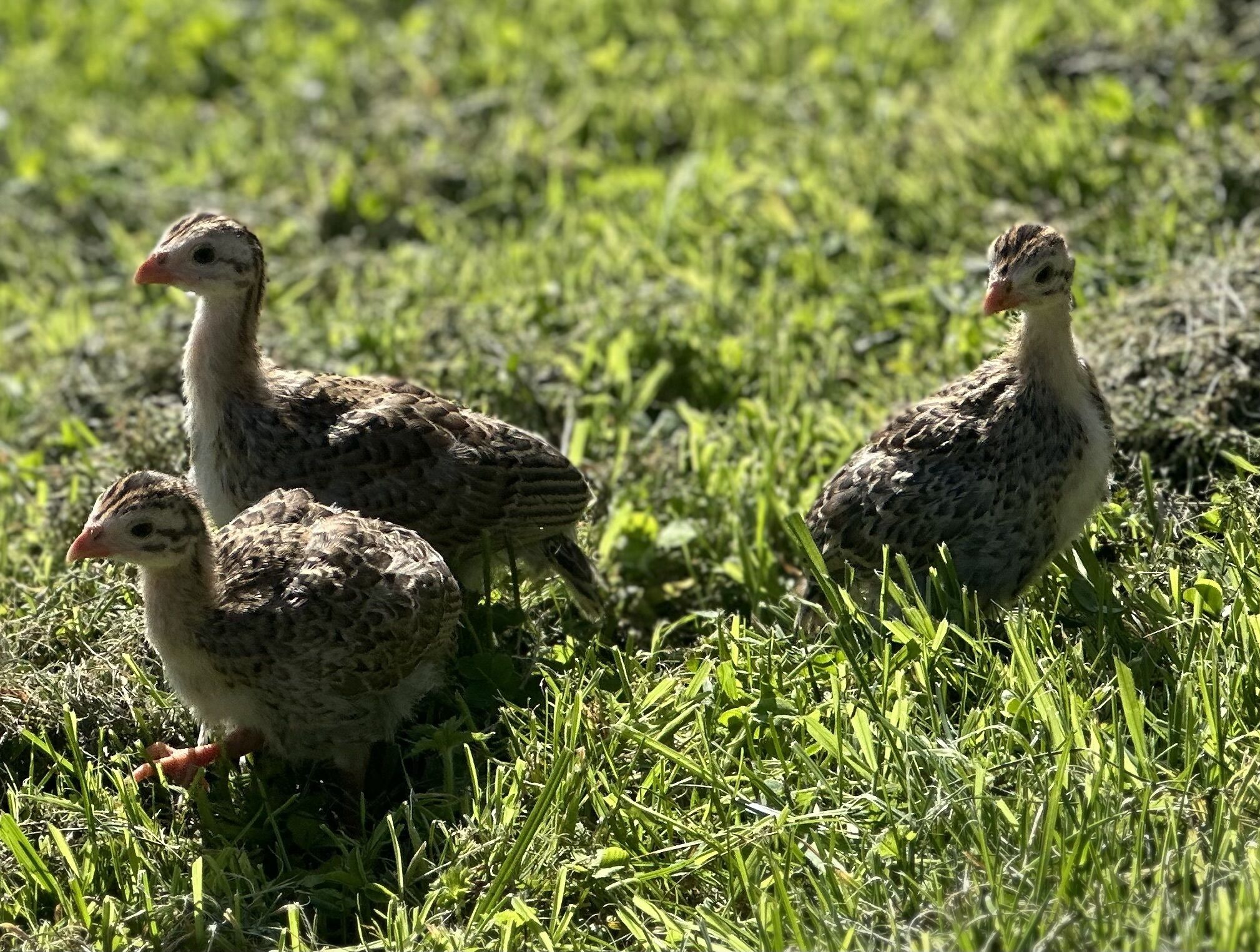 Trois dindes se promènent dans un champ d’herbe.