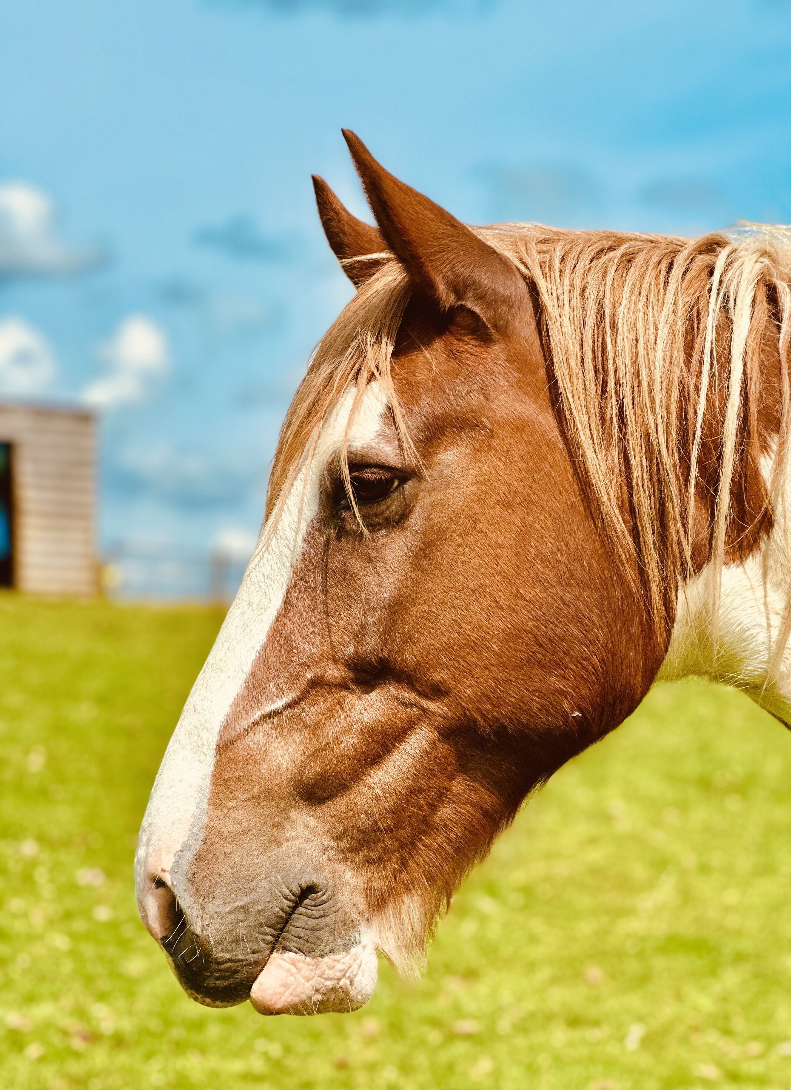 Primer plano de la cabeza de un caballo con una franja blanca en el rostro, sobre un campo verde y un cielo despejado.