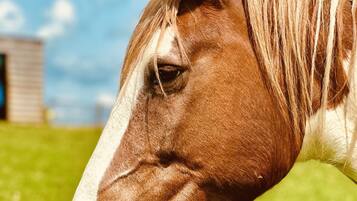 Primer plano de la cabeza de un caballo con una franja blanca en el rostro, sobre un campo verde y un cielo despejado.