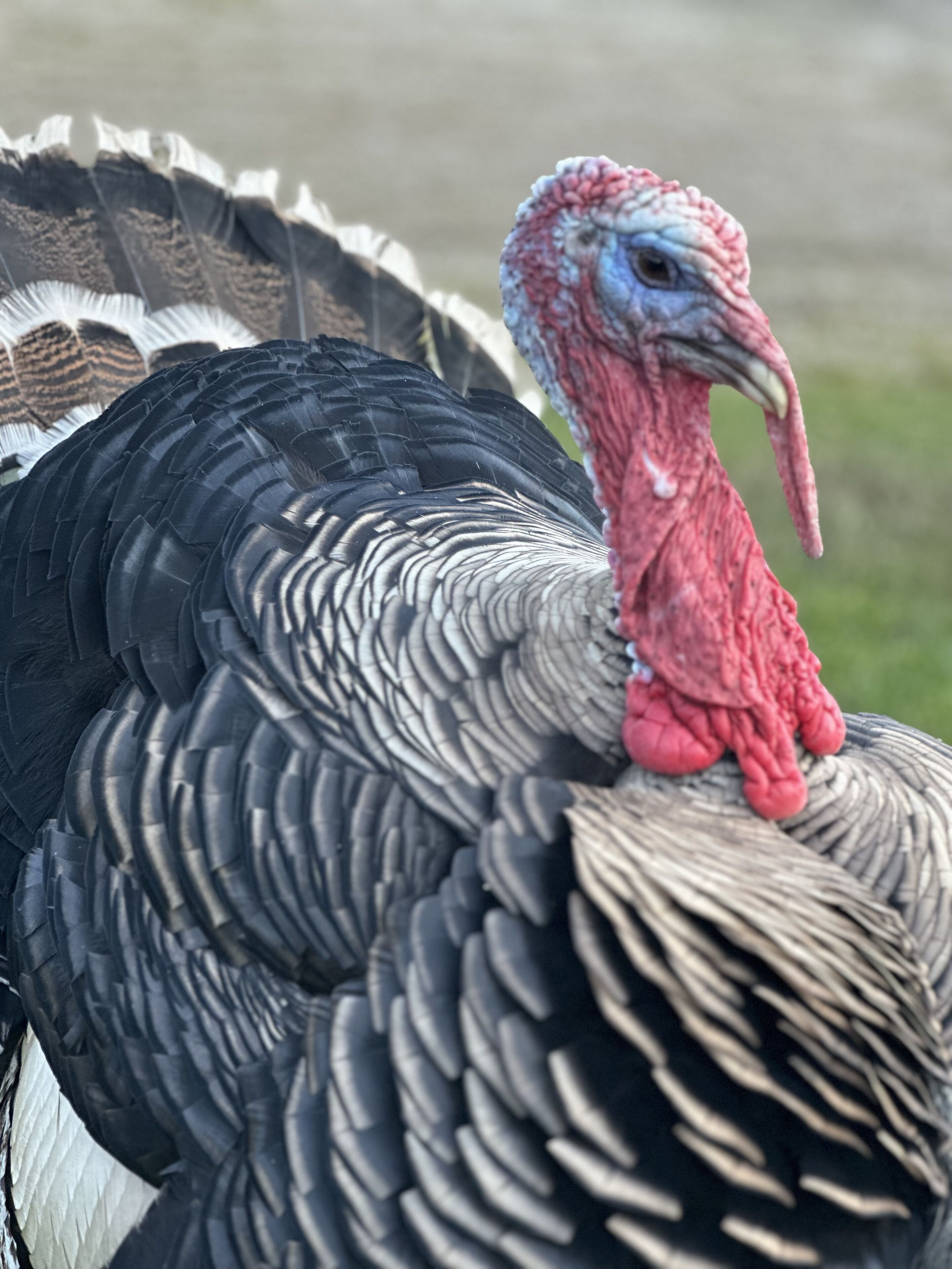 A close-up of a turkey with detailed feather patterns and a prominent red wattle.