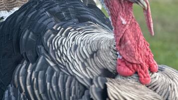 A close-up of a turkey with detailed feather patterns and a prominent red wattle.