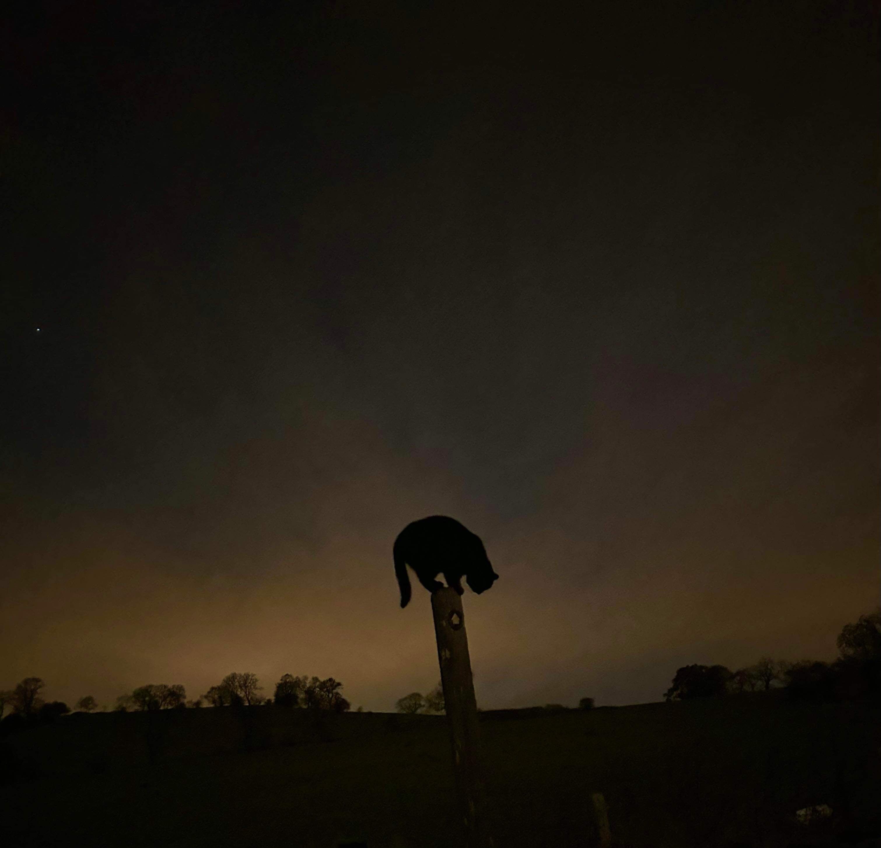 La silhouette d’un chat, perchée sur un poteau, se découpe sur un ciel crépusculaire.