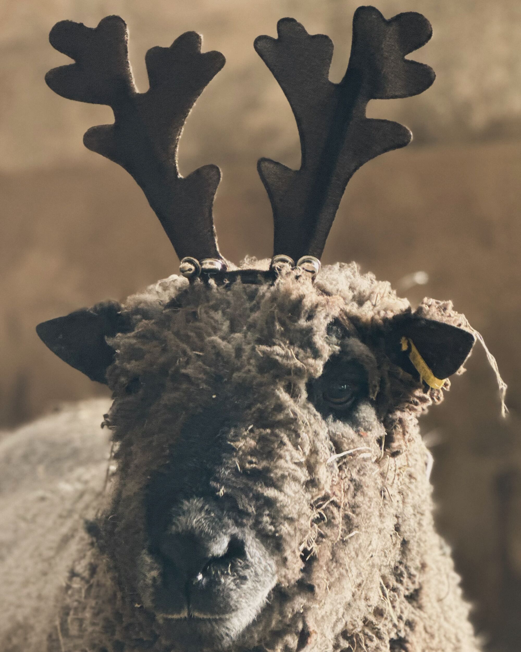 A close-up of a sheep with antlers.