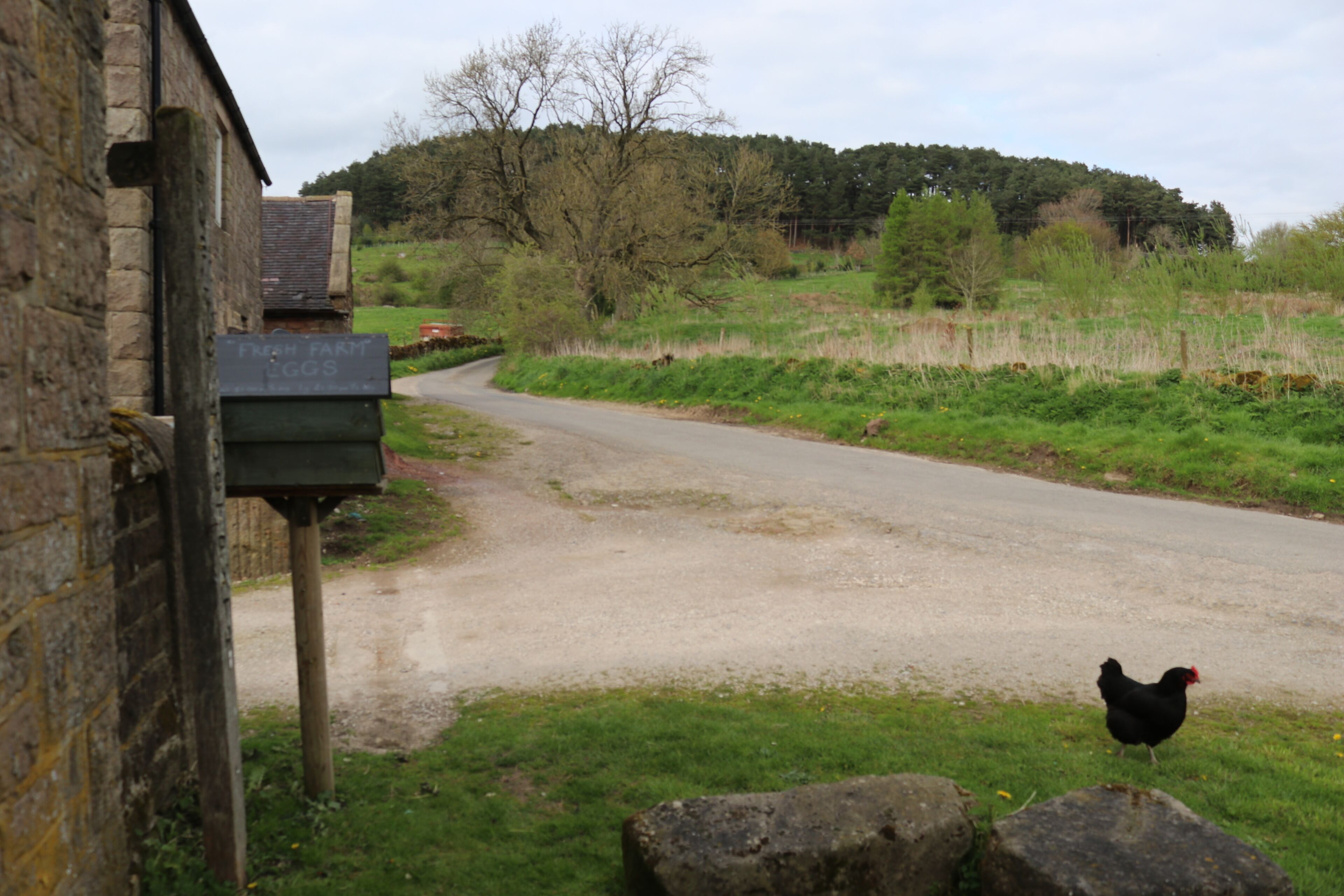 A rural road with a chicken standing on the grass near a stone wall.
