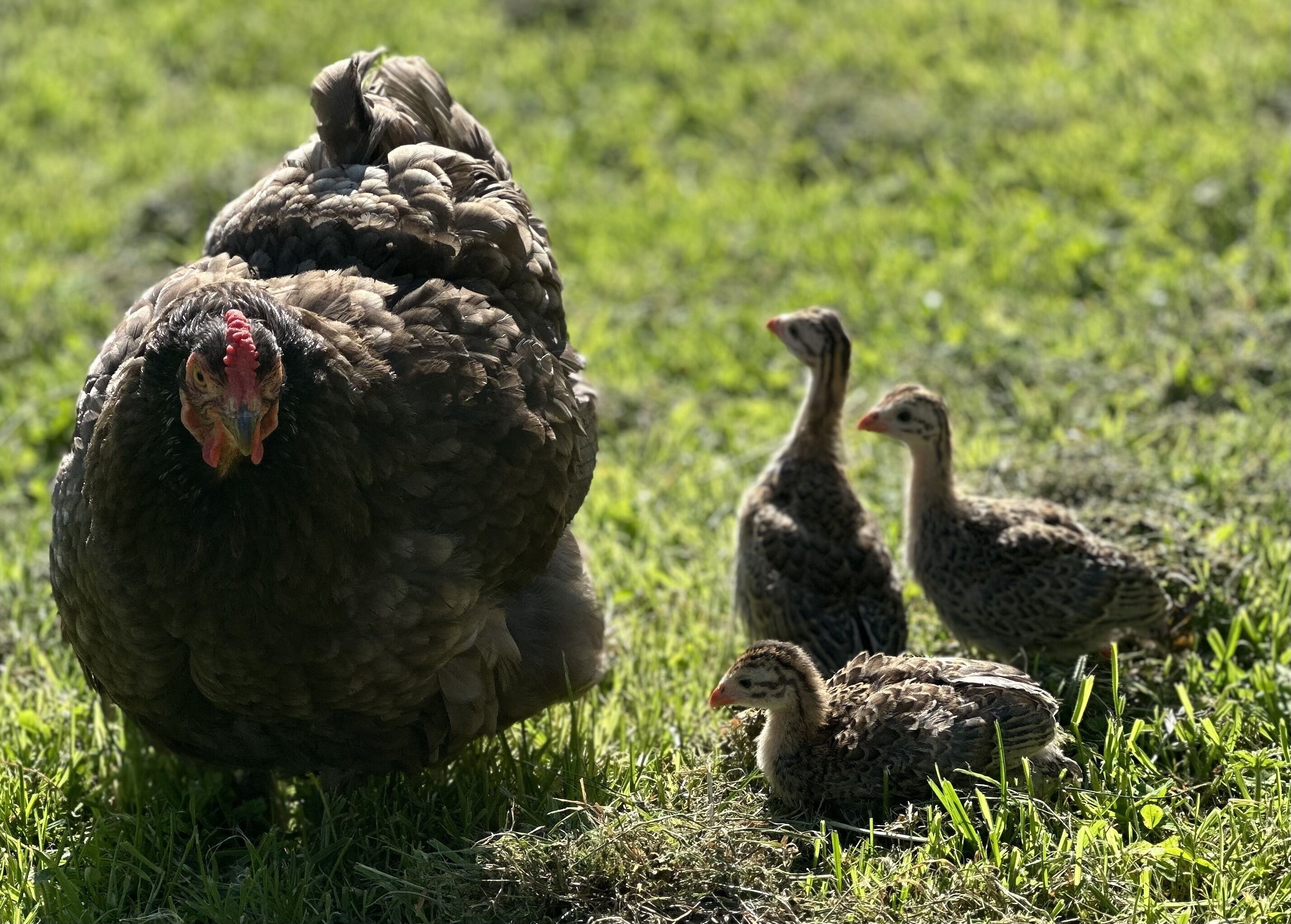 A large turkey with two chicks on a grassy field.