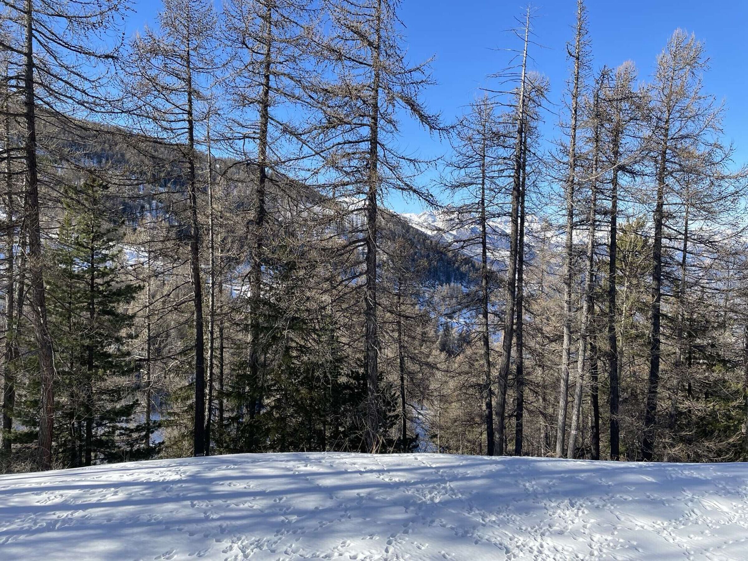 A snowy forest with tall trees and a mountain in the background.