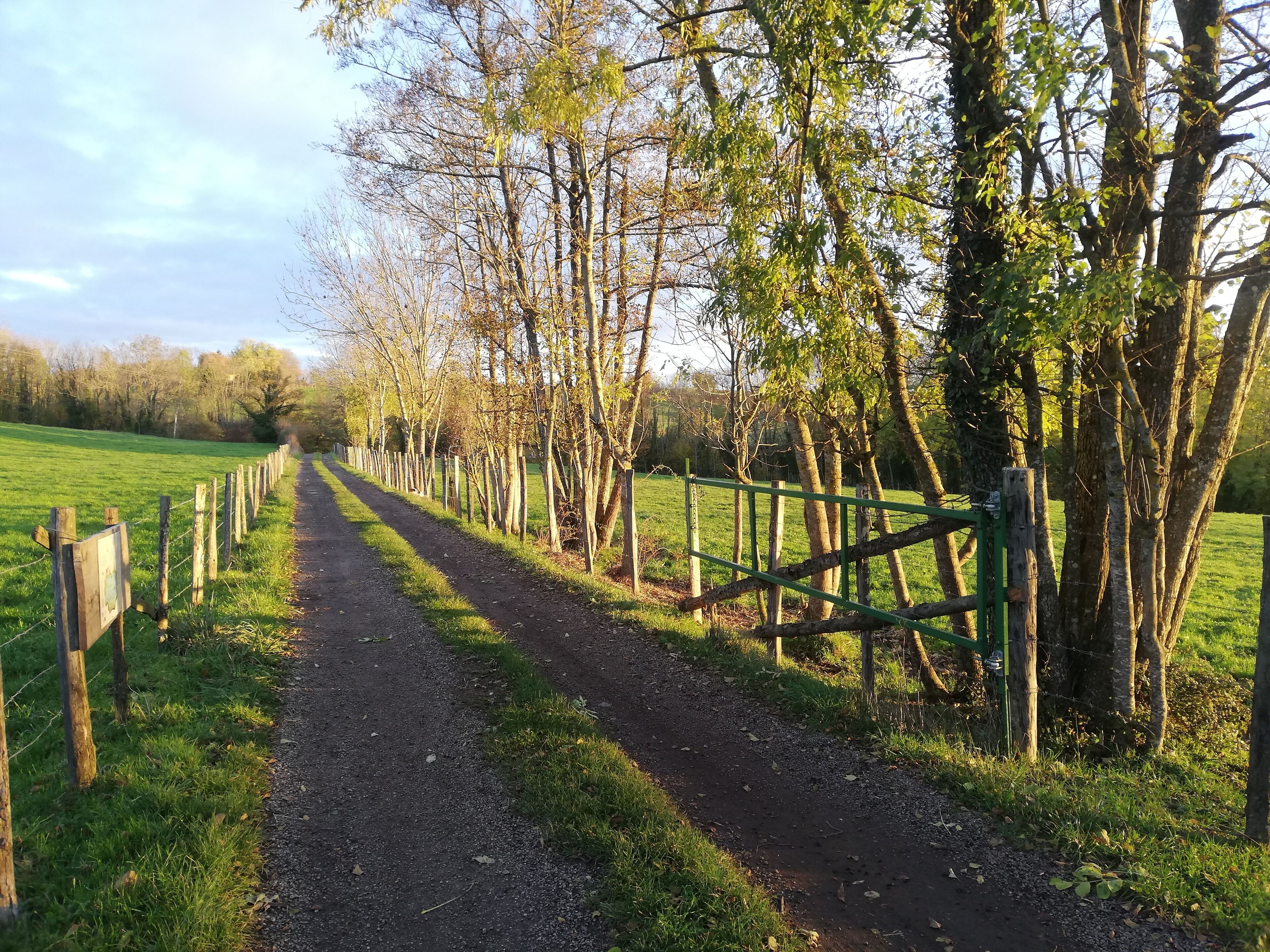 Een landweg langs bomen en een hek.