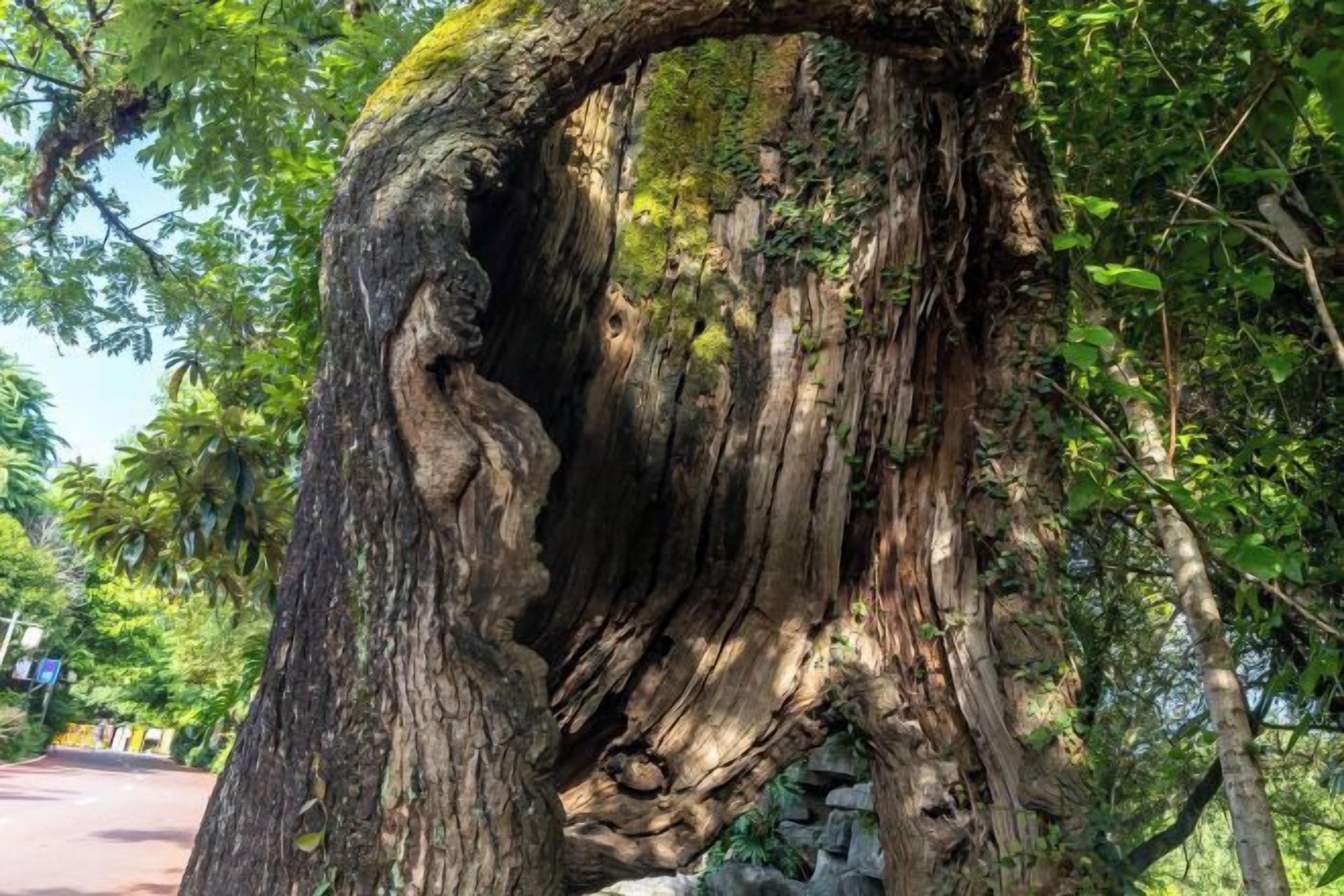 A large tree with a hollow trunk.