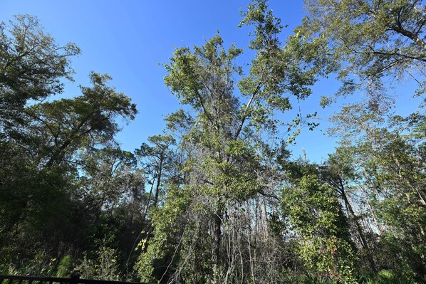 A dense forest with tall trees and a clear blue sky.