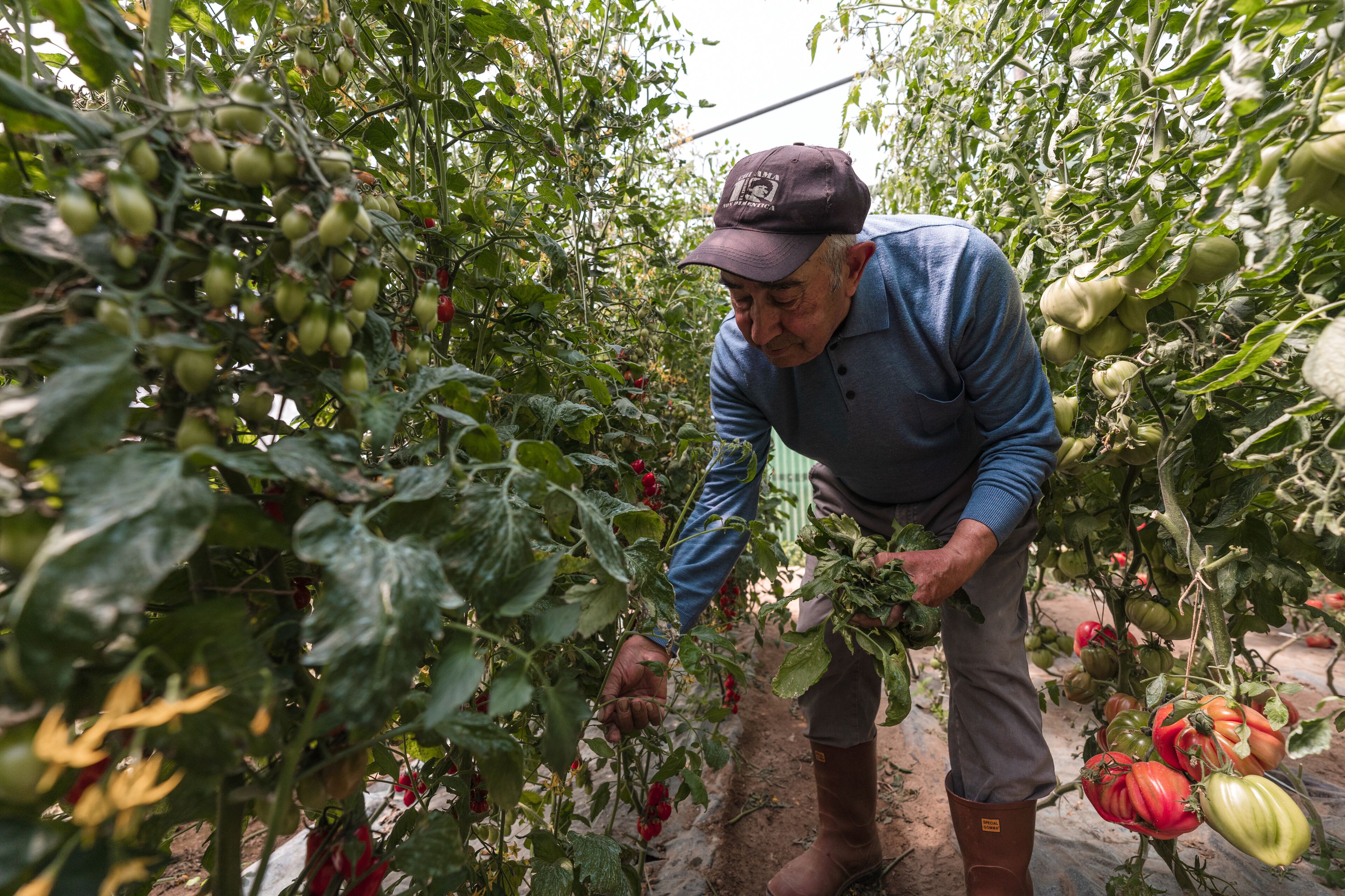 A person tending to tomato plants in a garden.