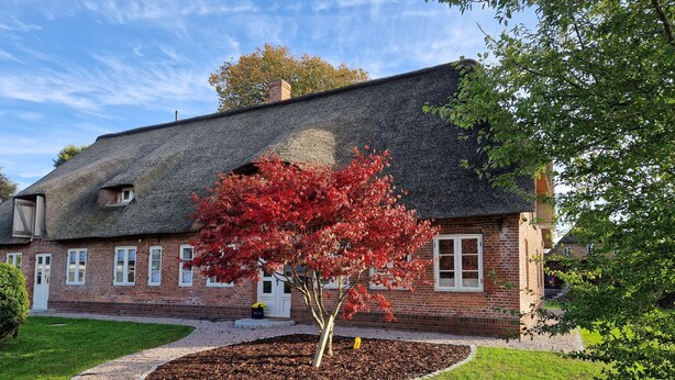 A traditional brick house with a thatched roof, a paved pathway, and a well-maintained garden with a red-leafed tree. - Vacation apartment Friesenwind (Rantrum)