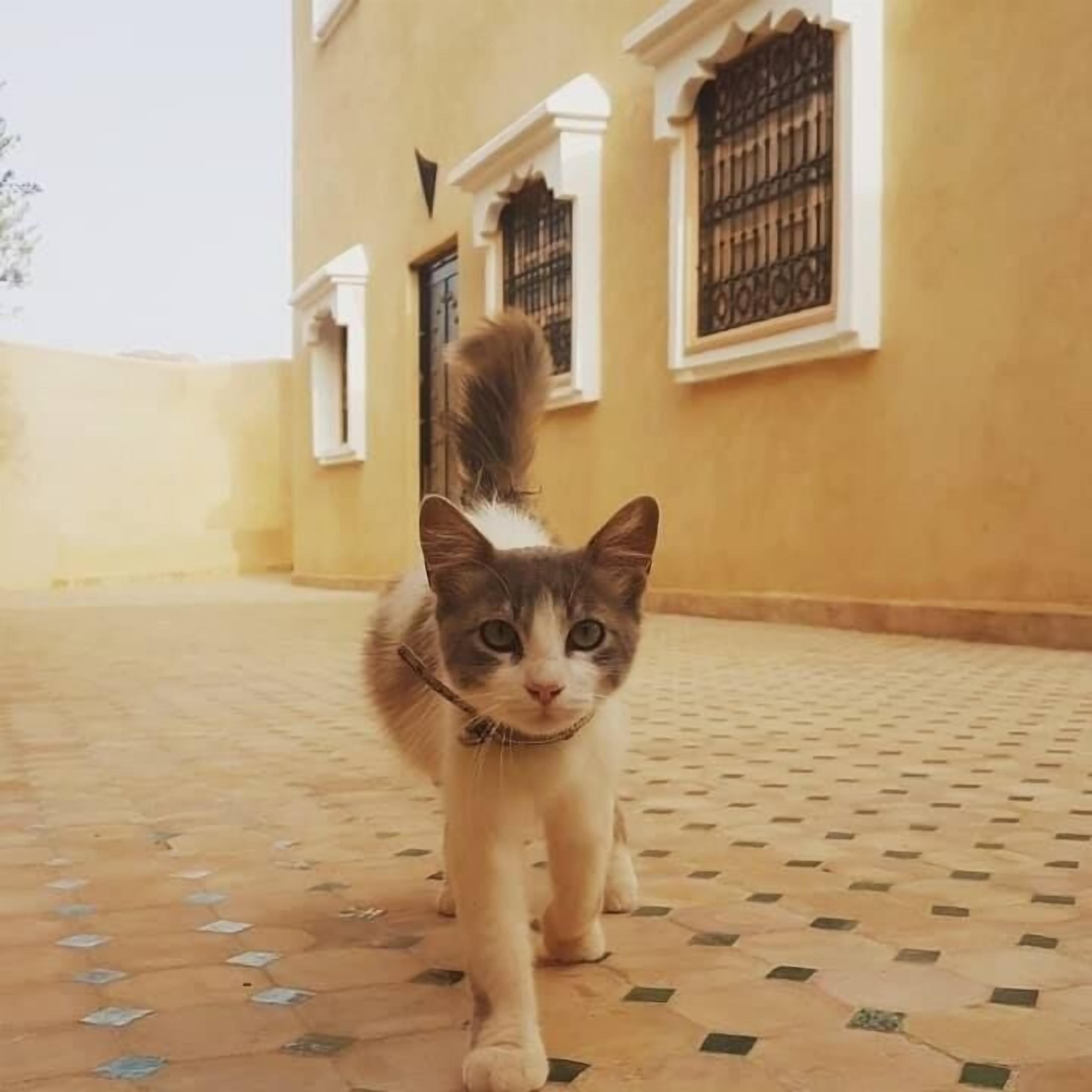A cat walking on a patterned floor in front of a building with barred windows and white trim.