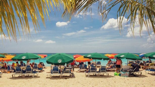 Una playa con filas de tumbonas y sombrillas, palmeras y un cielo azul despejado.