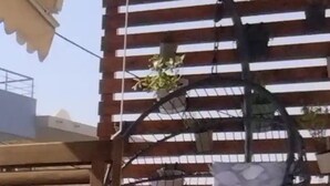 Una silla colgante con asiento acolchado, una mesa de madera y una planta en maceta.