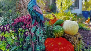 A peacock statue in a garden with various plants and pumpkins, and a house in the background. - Victorian home brought back to life on the Shawnee Hills wine trail. (Cobden)