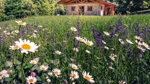 Une cabane rustique avec un toit en bois et des murs en pierre, entourée d’un champ de marguerites et de fleurs violettes.