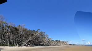 Une plage avec un ciel dégagé, un rivage sablonneux et de nombreux eucalyptus.